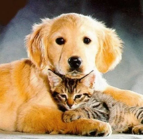 Imágenes de amistad de perros y gatos | Imagenes Tiernas ...