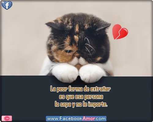 Imagenes de amistad para whatsapp: Nuevas imágenes de gatitos ...