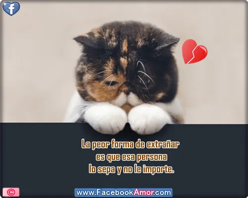 Imagenes de amistad para whatsapp: Nuevas imágenes de gatitos ... Imagenes de amistad para whatsapp: Nuevas imágenes de gatitos ...