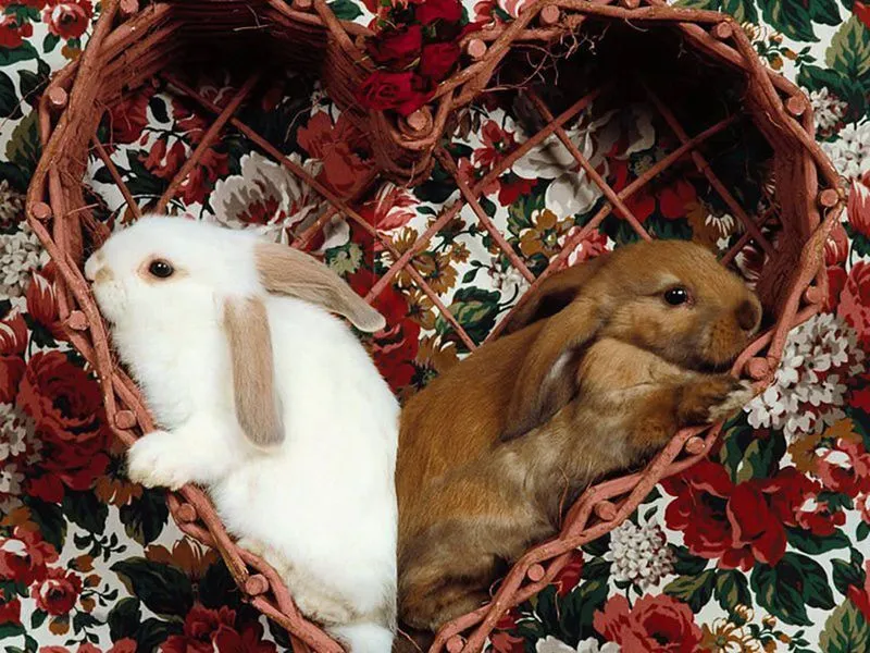 Imagenes de amor HD: Imagenes de amor con animales