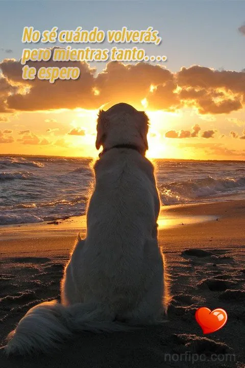 Imágenes de amor bonitas para el teléfono celular o tableta