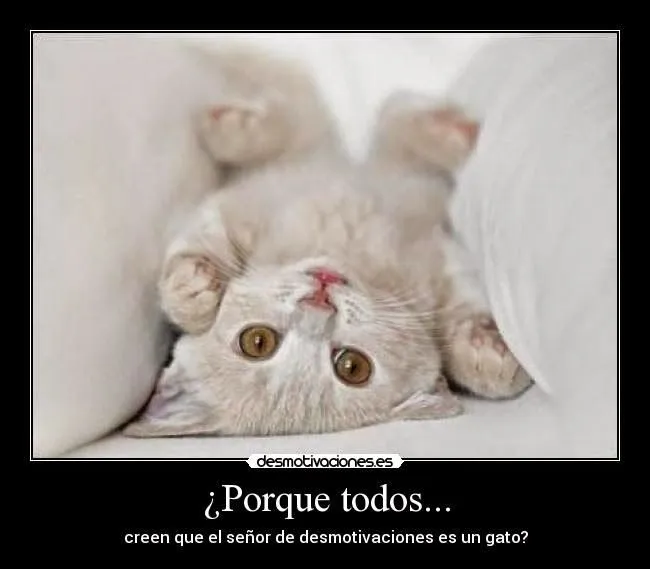 Imagenes de amor con gatitos tiernos | Imagenes de amor bonitas Imagenes de amor con gatitos tiernos | Imagenes de amor bonitas