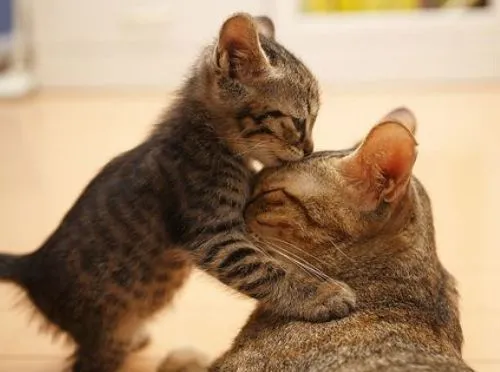 Imágenes de amor con gatos | Mi amor... Te amo !
