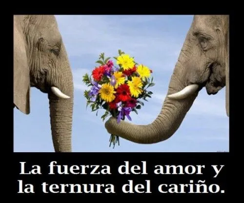 Imágenes de amor Graciosas | Te Amo Web - Imagenes de amor