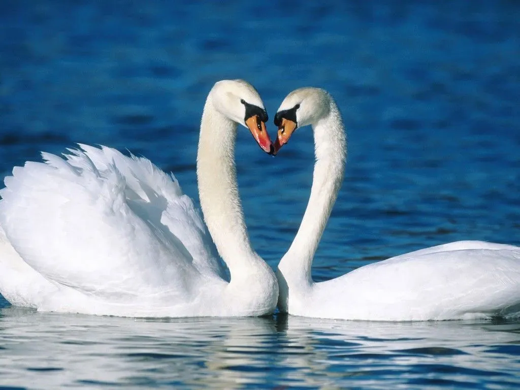 Imagenes de amor HD: Imagenes de amor con animales Imagenes de amor HD: Imagenes de amor con animales