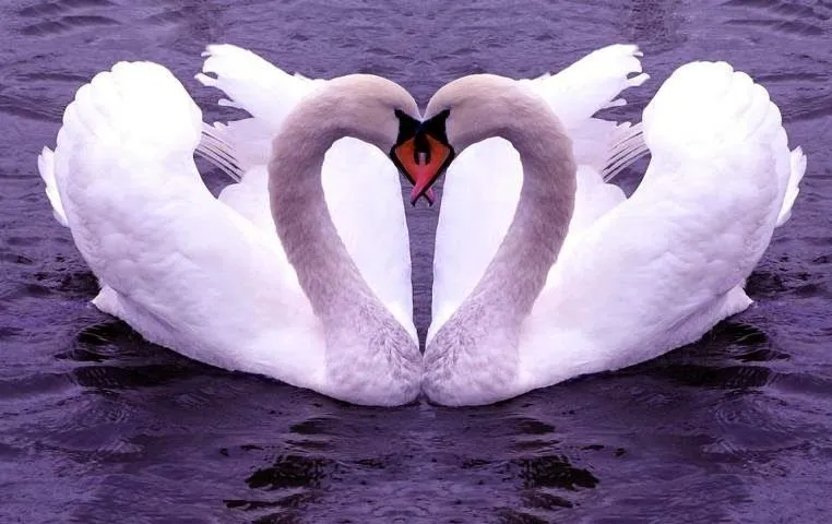 Imagenes De Amor Que Se Muevan Y Brillen | Imagenes Bonitas De Amor