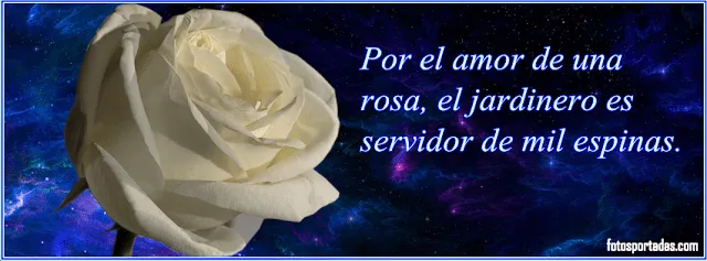 Frases de rosas blancas - Imagui