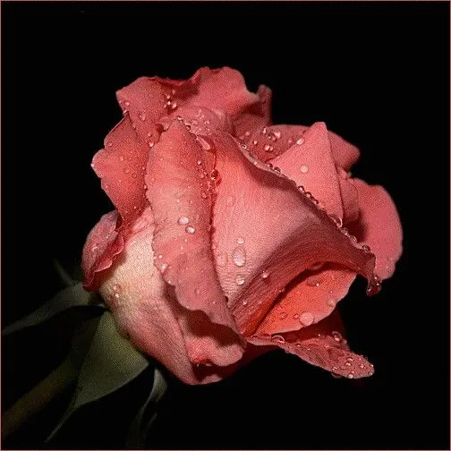 Imagenes rosas animadas - Imagui