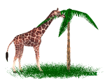 Imagenes animadas de Jirafas - Gifs animados de Jirafas Imagenes animadas de Jirafas - Gifs animados de Jirafas