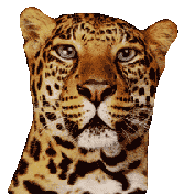 Imagenes animadas de Leopardos - Gifs animados de Leopardos