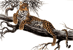 Imagenes animadas de Leopardos - Gifs animados de Leopardos