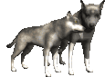 Imagenes animadas de Lobos - Gifs animados de Lobos Imagenes animadas de Lobos - Gifs animados de Lobos