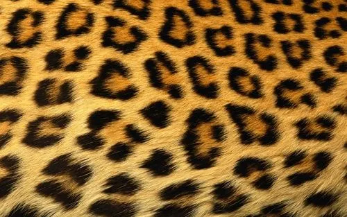 De fondo de animal print - Imagui