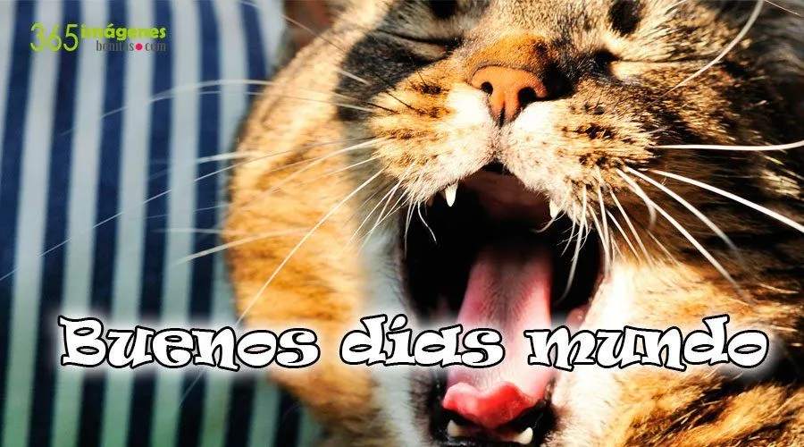 Imágenes de Animales - 365 Imágenes bonitas