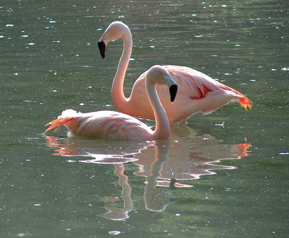 IMAGENES DE ANIMALES ACUATICOS: los flamencos y las obejas IMAGENES DE ANIMALES ACUATICOS: los flamencos y las obejas