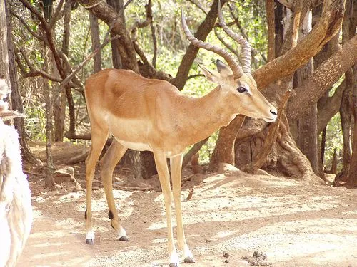 ANIMALES TERRESTRE | DIDÁCTICA DE CIENCIAS NATURALES ANIMALES TERRESTRE | DIDÁCTICA DE CIENCIAS NATURALES