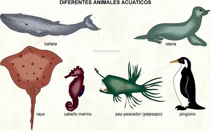 Animales terrestres acuáticos y aereos - Imagui Animales terrestres acuáticos y aereos - Imagui