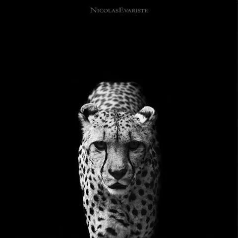 Fotos de animales en blanco y negro