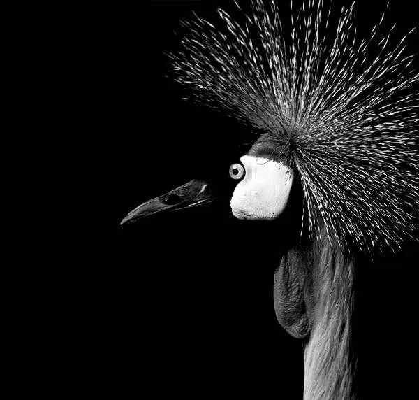 Animales | fotografía blanco y negro