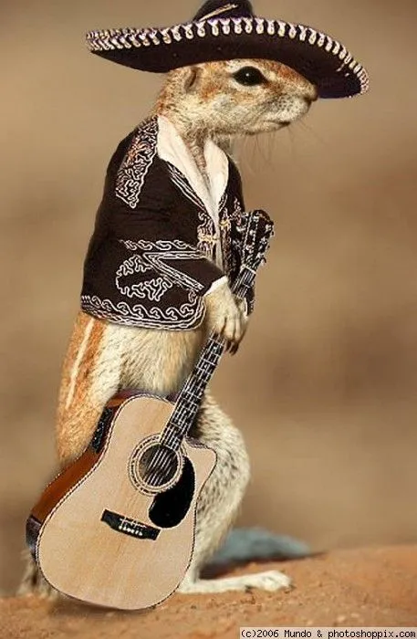 Imagenes de animales Divertidos | Imagenes Chistosas Para facebook Imagenes de animales Divertidos | Imagenes Chistosas Para facebook