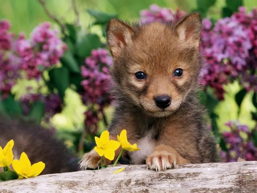 ANIMALES PARA FONDO DE PANTALLA - Imagui