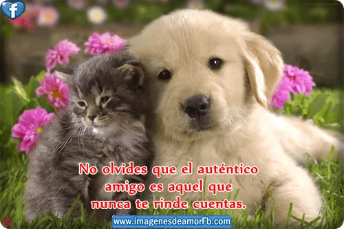Imagenes de animales con frase de amistad ~ Imagenes de amor con ... Imagenes de animales con frase de amistad ~ Imagenes de amor con ...
