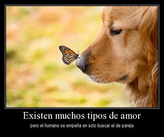 Imágenes de animales con frases de amor | Imagenes Tiernas ... Imágenes de animales con frases de amor | Imagenes Tiernas ...