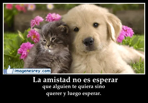 Imagenes Bonitas Para Facebook Con Frases De Amistad Perrito Besa ...
