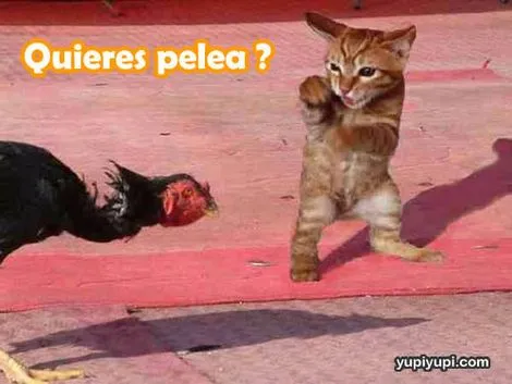 Imagenes d animales graciosos - Imagui