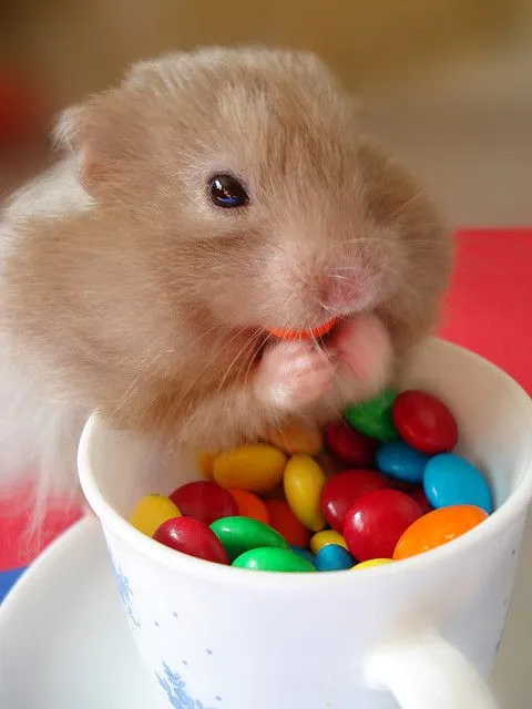 Imagenes de Animales Graciosos, Videos y Fotos de Animales ... Imagenes de Animales Graciosos, Videos y Fotos de Animales ...