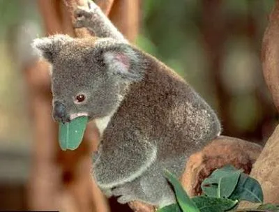 IMAGENES: Animales Herbívoros