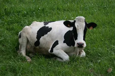 Fotos de animales herbívoros - Imagui
