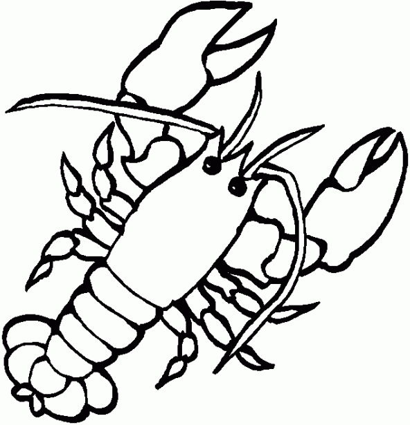 Imagenes de animales invertebrados para colorear - Imagui