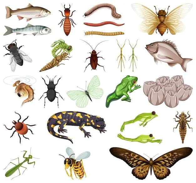 Imágenes de Animales Invertebrados - Descarga gratuita en Freepik