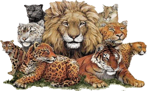Imagenes de animales con movimiento .gif - Imagui Imagenes de animales con movimiento .gif - Imagui