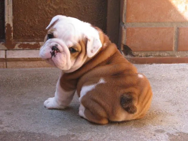 Imagenes • Los animales ms lindos del mundo Imagenes • Los animales ms lindos del mundo