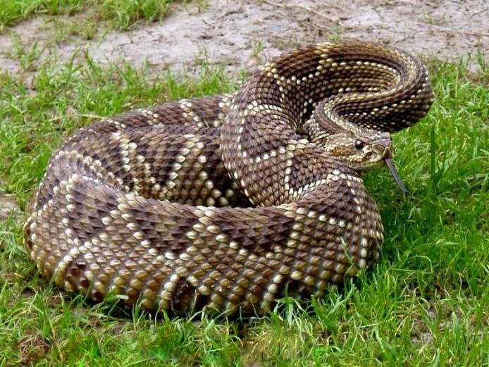 Imagenes de animales que nacen del huevo - Imagui Imagenes de animales que nacen del huevo - Imagui