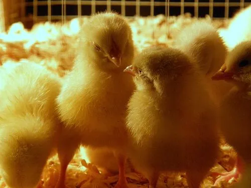 Animales que nacen del huevo imagenes - Imagui