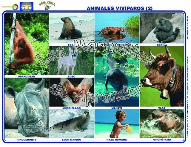 Imagenes de animales oviparos y viviparos | las tareas del kinder ...