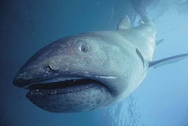 Imagenes de animales ovoviviparos - Imagui