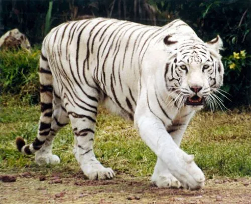 Imagenes de animales salvajes de africa | Imagenes Imagenes de animales salvajes de africa | Imagenes