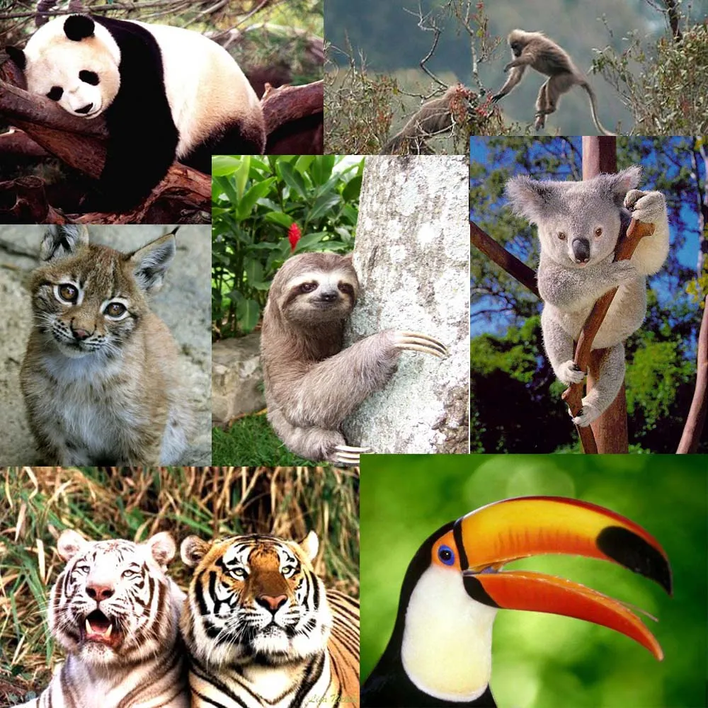 imagenes de animales de la selva tropical