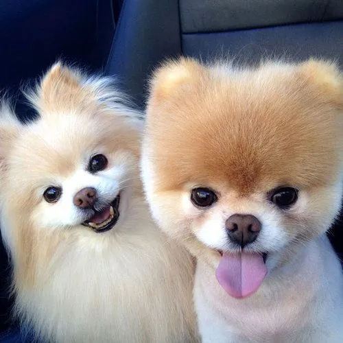 Perros: 6 Fotos super tiernas de cachorritos