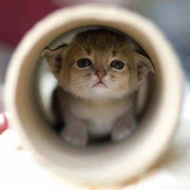 Imágenes de animales tiernos