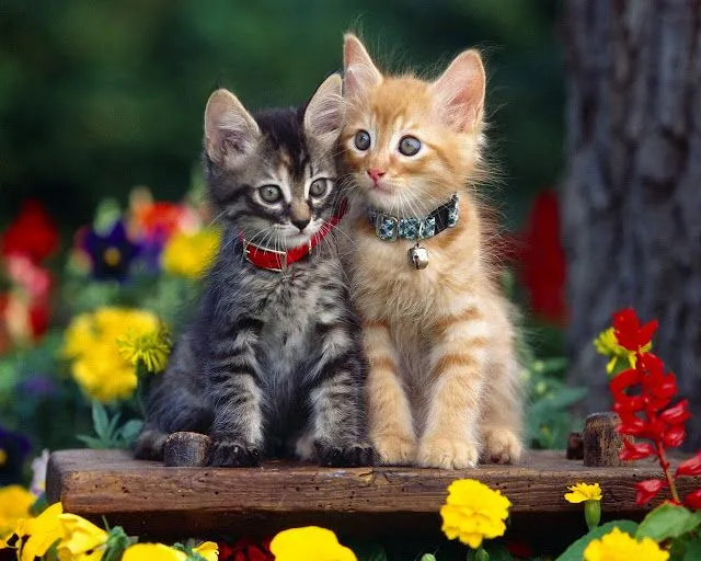 Fondos de pantalla de gatitos bebés tiernos - Imagui Fondos de pantalla de gatitos bebés tiernos - Imagui