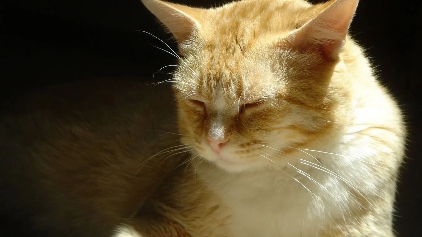 Imagenes De Animales Tiernos Con Movimientos Para Fondo De ...