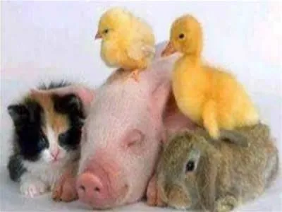 fotos tiernas de animales - Taringa!