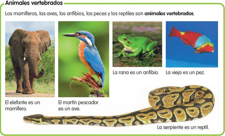 Imágenes de animales vertebrados para imprimir | Material para ...