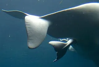 Imagenes de los animales viviparos - Imagui Imagenes de los animales viviparos - Imagui