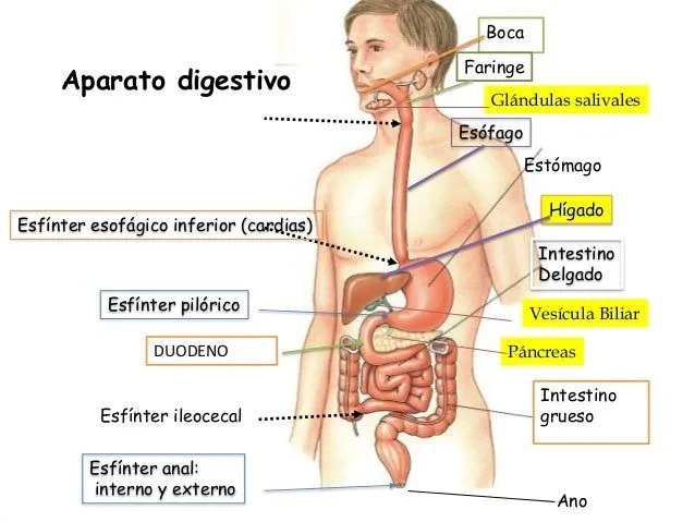 Imagenes del aparato digestivo - Imagui